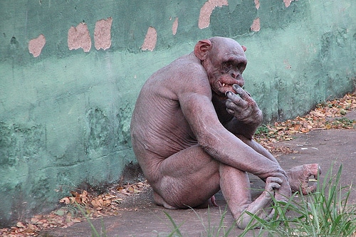 Macacos mais feios do mundo 