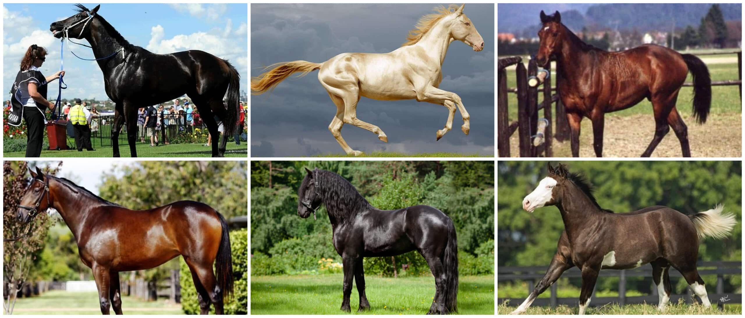 Foto de Cavalo Cinza Dapple Pulando Sobre Obstáculo e mais fotos